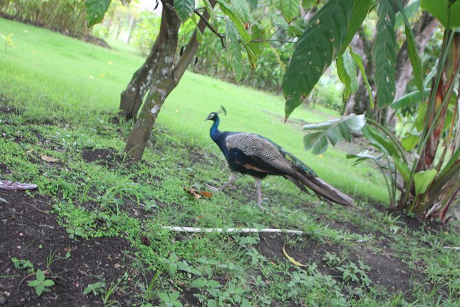 Jungle Safari Excursion - Health and Accessibility