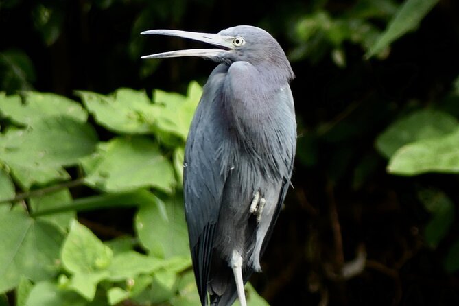 Jungle Safari in Playa Samara - Tour Experience Highlights