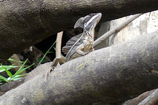 Jungle Safari in Playa Samara - Local Guides and Expertise