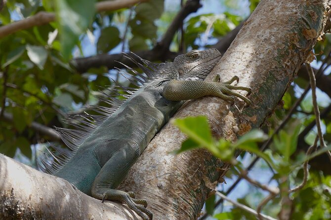 Jungle Safari in Playa Samara - Tour Inclusions and Details