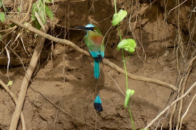 Jungle Safari in Playa Samara - Positive Guest Feedback