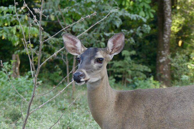 Jungle Safari in Playa Samara - Recommendations for Travelers