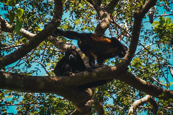 Jungle Safari in Playa Samara - Booking and Pricing Information