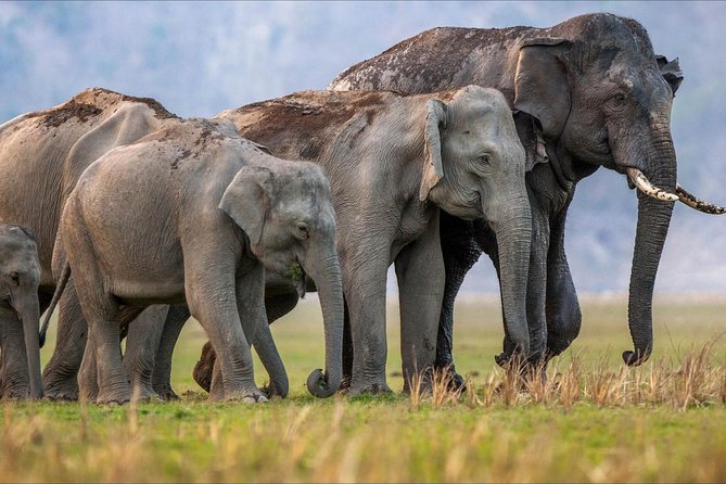 Jungle Safari - Rajaji National Park Half Day Tour - Key Points