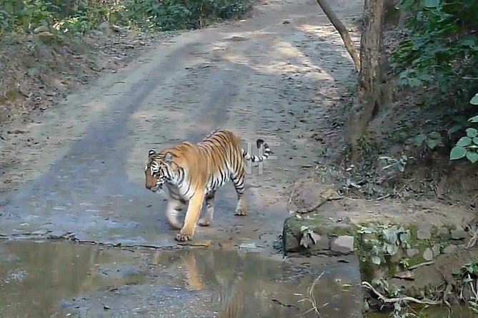 Jungle Safari - Rajaji National Park Half Day Tour - Transportation and Logistics