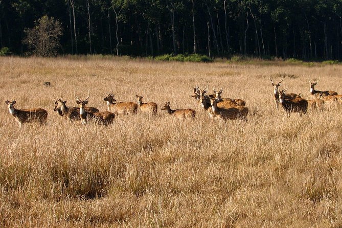Jungle Safari - Rajaji National Park Half Day Tour - Participant Information