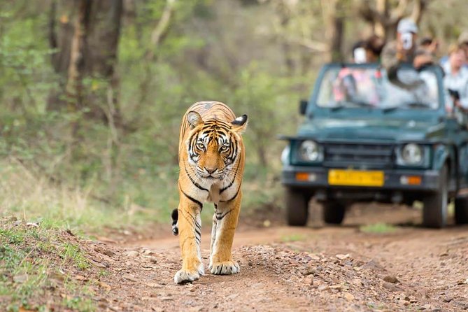 Jungle Safari - Rajaji National Park Half Day Tour - Wildlife Spotting Opportunities
