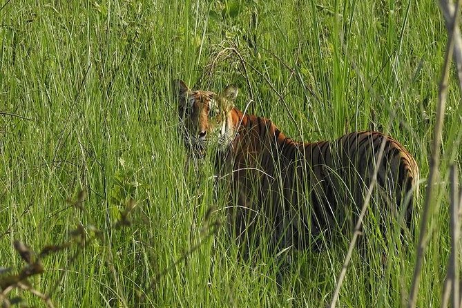 Jungle Safari Tour in Chitwan National Park - Meeting and Pickup
