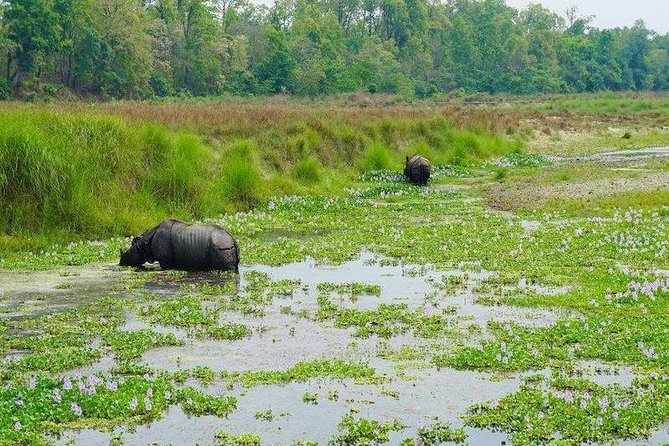 Jungle Safari Tour in Chitwan National Park - Meeting and Pickup
