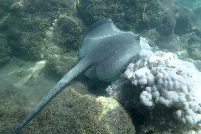 Jungle & Sea Mogos - Osa Peninsula - Meeting and Pickup