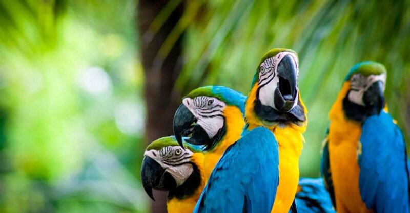 Jungle Tambopata 2D |Monkey Island + Search for Alligators| - Important Information and Restrictions
