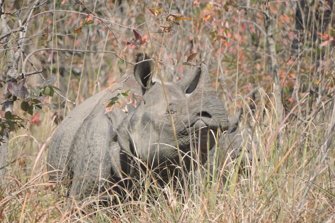 Jungle Tower Night Stay in Bardia National Park || 1 Night 2 Days - Overview of the Experience