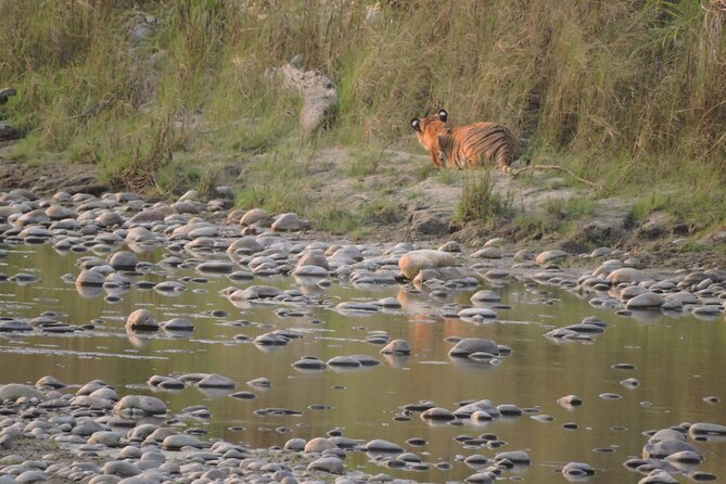 Jungle Tower Night Stay in Bardia National Park || 1 Night 2 Days - Guest Reviews and Ratings
