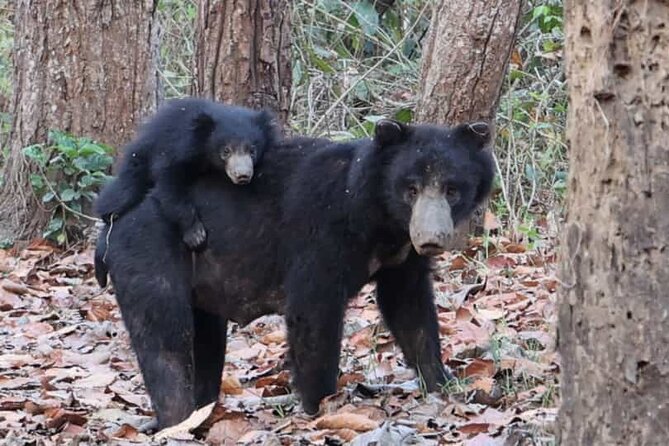 Jungle Tower Night Stay in Chitwan National Park 2 Nights 3 Days - Inclusions and Exclusions