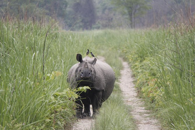 Jungle Towernight Stay In Chitwan National Park ,nepal-2 Nights 3 Days Package - Itinerary and Activities