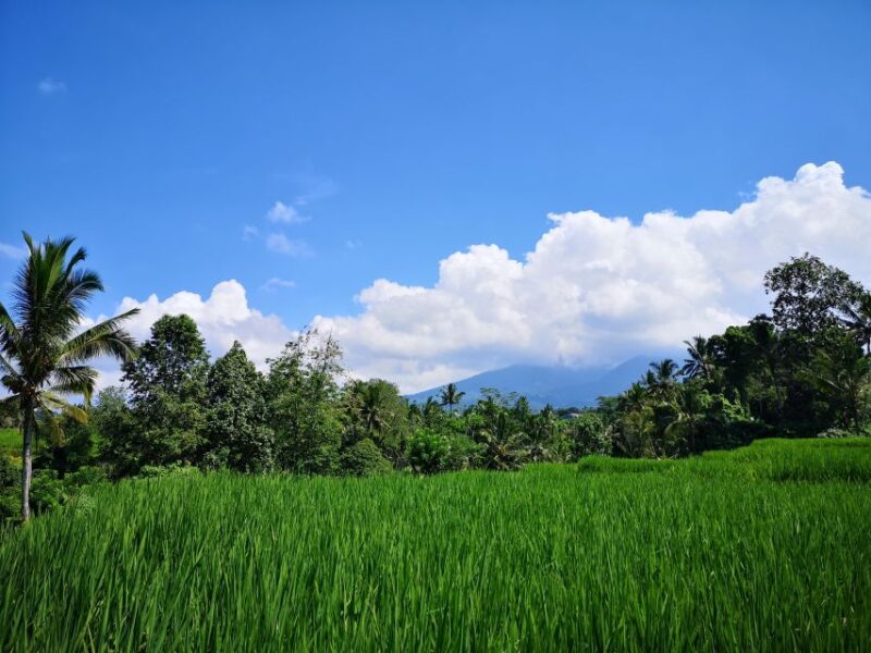 Jungle Trekking at Mt. Batukaru, Scenic Waterfall & Village - Key Points
