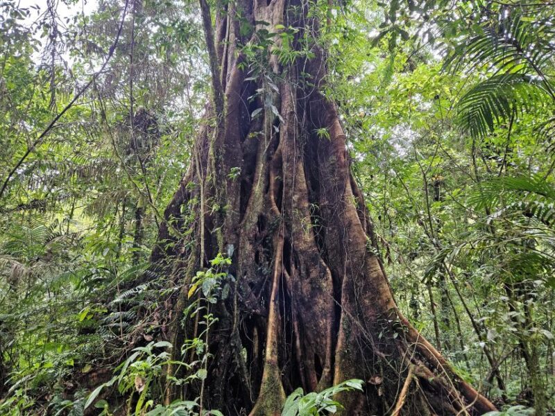 Jungle Trekking at Mt. Batukaru, Scenic Waterfall & Village - Jungle Survival Techniques