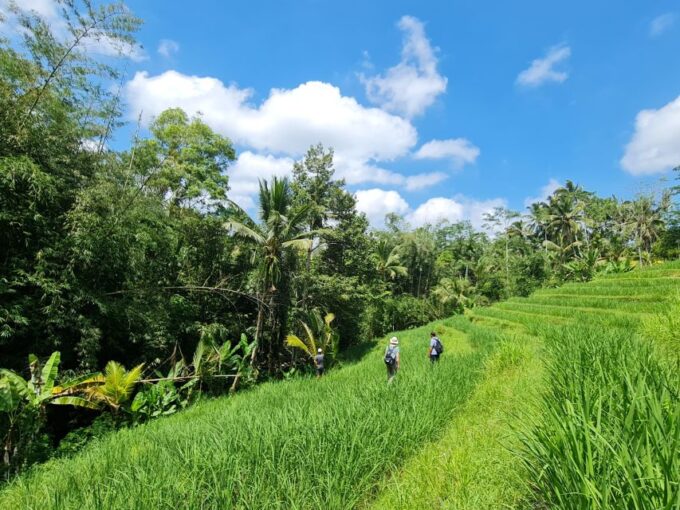 Jungle Trekking at Mt. Batukaru, Scenic Waterfall & Village - Important Tips