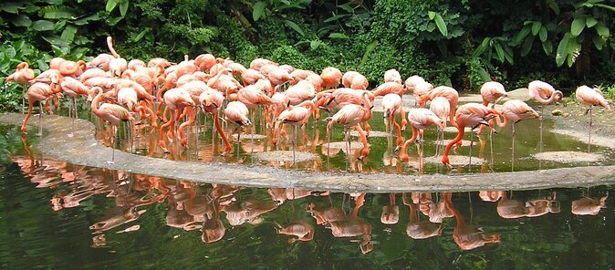 Jurong Bird Park Bird Photography - Key Points