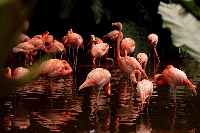 Jurong Bird Park Bird Photography - Inclusions