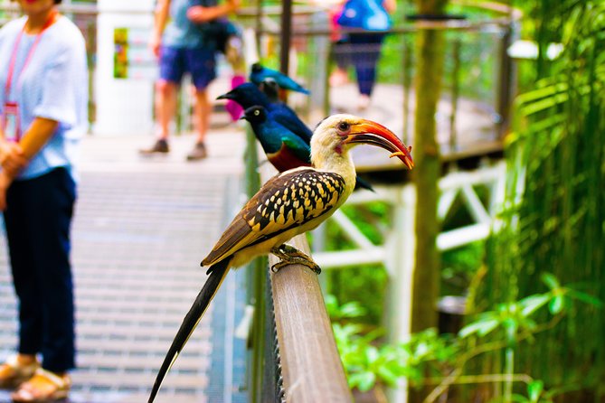 Jurong Bird Park Bird Photography - Accessibility and Requirements