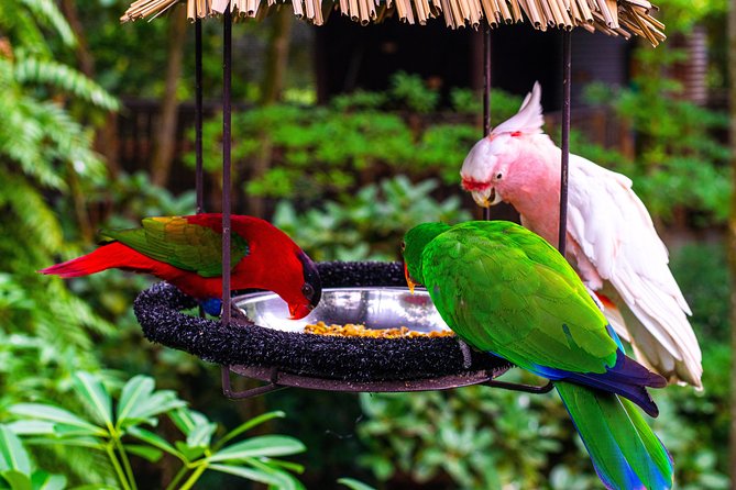 Jurong Bird Park Bird Photography - Photography Tips