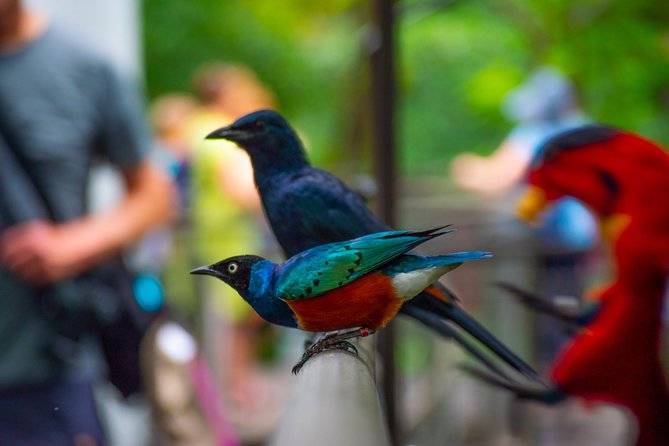 Jurong Bird Park Bird Photography - Bird Watching Highlights