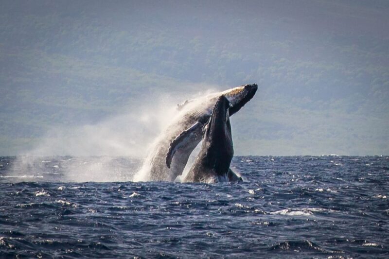 Kaanapali: Whale Watching Cruise With Open Bar - Whale Watching Highlights
