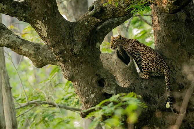 Kabini Nagarhole National Park From Bangalore - Itinerary
