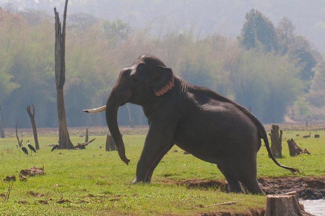 Kabini Nagarhole National Park From Bangalore - Wildlife and Sightings