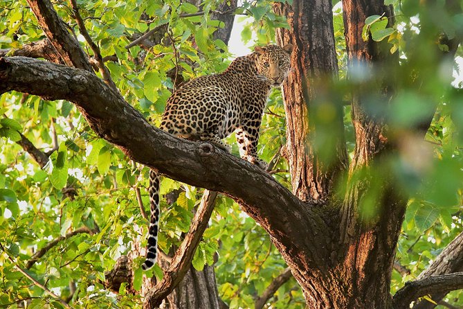 Kabini Nagarhole National Park From Bangalore - Pricing and Additional Information