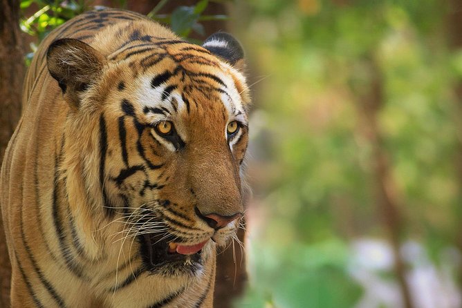 Kabini Nagarhole National Park From Bangalore - Accommodation and Meals