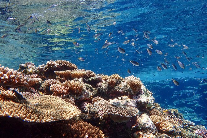 Kabira Bay SUP/Canoe + Blue Cave Snorkeling in Ishigaki - Pricing and Cancellation