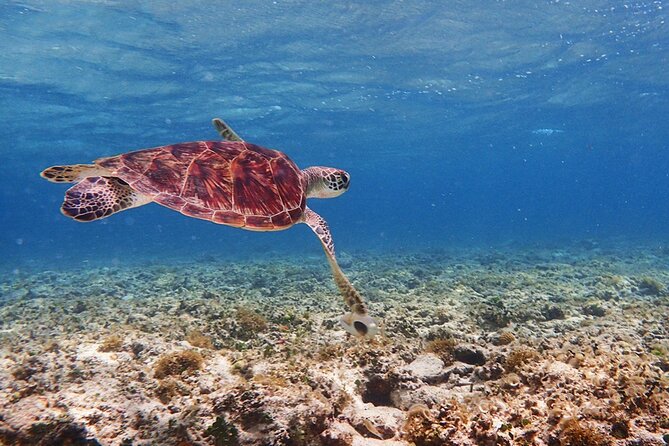 Kabira Bay SUP/Canoe + Blue Cave Snorkeling in Ishigaki - Preparing for the Experience