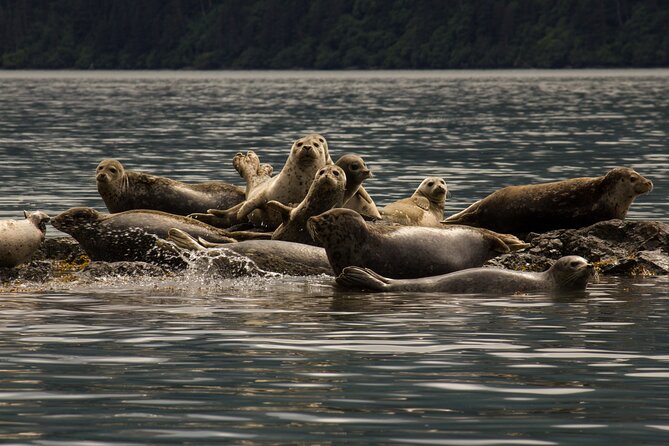 Kachemak Bay Wildlife Tour - Key Points