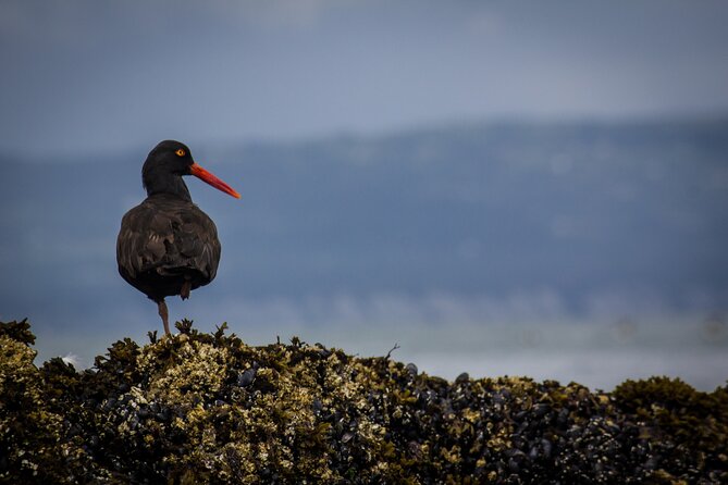 Kachemak Bay Wildlife Tour - Highlights of Kachemak Bay