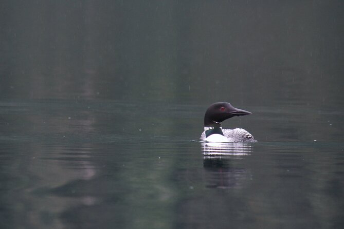 Kachemak Bay Wildlife Tour - Accessibility and Regulations