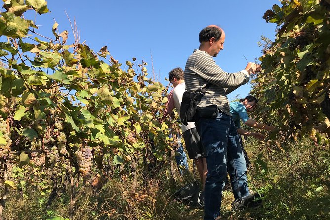 Kaheti One Day Wine Tasting and Sightseeing Tour 2022 - Wine Tasting Experience