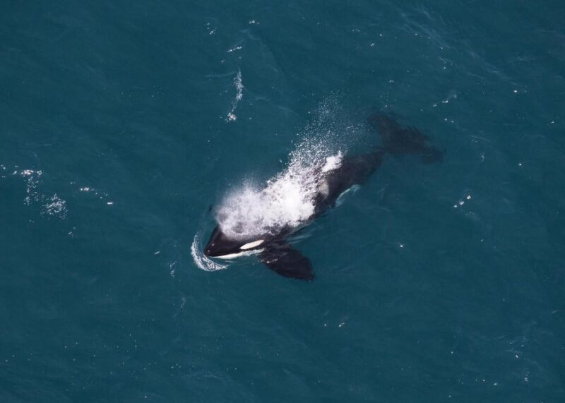 Kaikoura: 1-Hour Whale Watching Helicopter Tour - Experience Highlights
