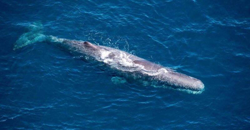 Kaikoura: 1-Hour Whale Watching Helicopter Tour - Wildlife and Scenic Views