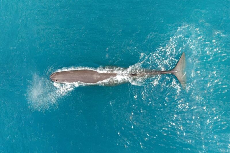 Kaikoura: 40-Minute Whale Watching Flight With Commentary - Key Points