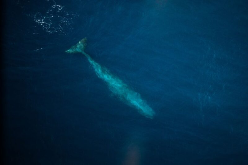 Kaikoura: 40-Minute Whale Watching Flight With Commentary - Experience and Highlights