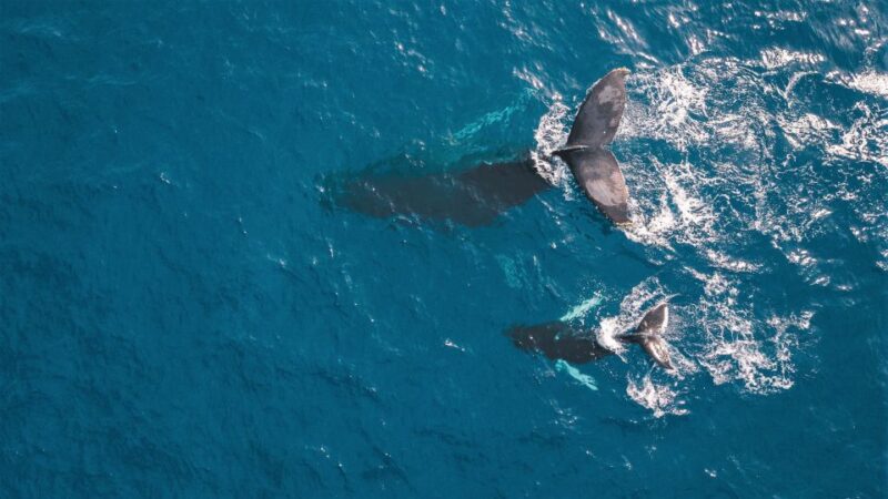 Kaikoura: 40-Minute Whale Watching Flight With Commentary - Accessibility and Limitations