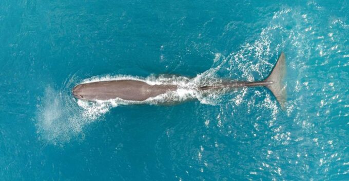Kaikoura: 40-Minute Whale Watching Flight With Commentary - Booking and Cancellation Policy