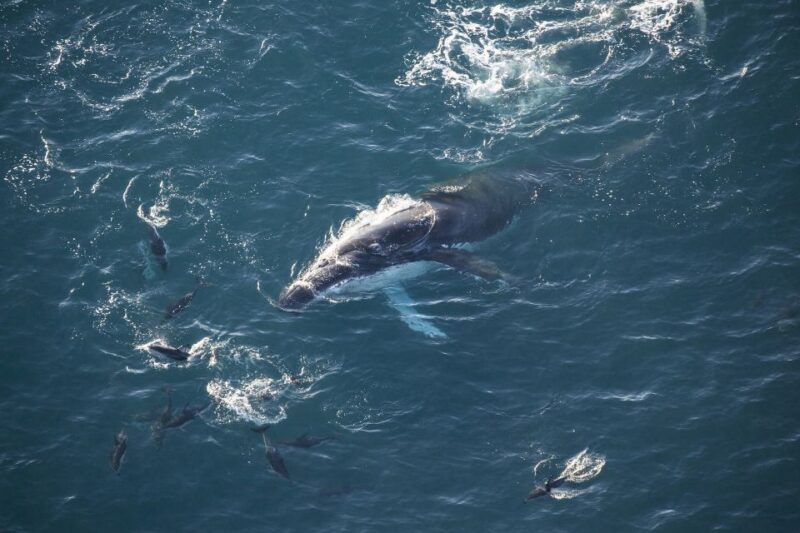 Kaikōura: 45-Minute Whale Watching Helicopter Tour - In-Flight Experience