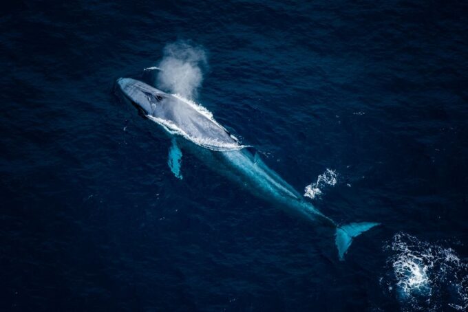 Kaikōura: 45-Minute Whale Watching Helicopter Tour - Frequently Asked Questions