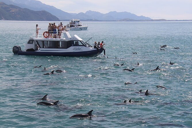 Kaikoura Day Tour With Dolphin Encounter From Christchurch - Alcoholic Beverages and Snacks