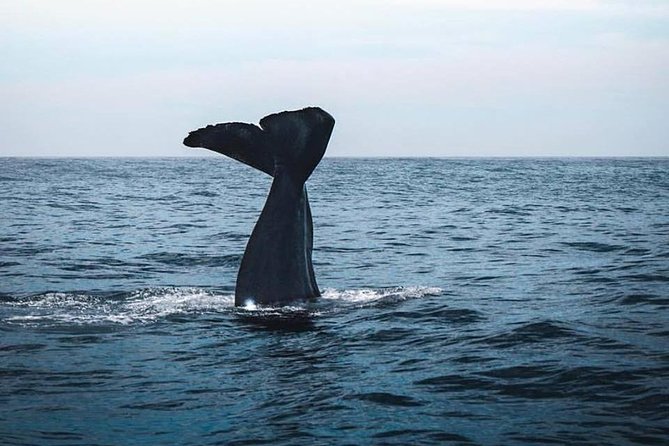 Kaikoura Day Tour With Whale Watching - Inclusions