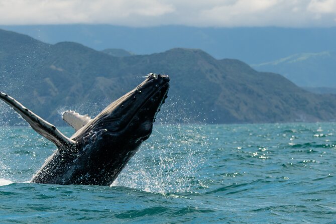 Kaikoura Day Tour With Whale Watching From Christchurch - Inclusions