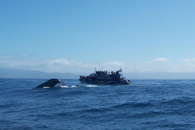 Kaikoura Day Trip - Whales Encounter - Meeting and Pickup